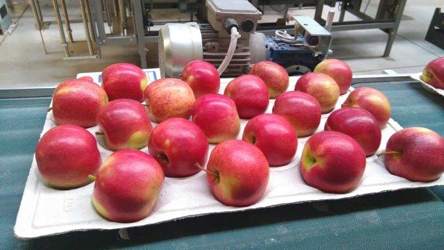 Prima 2000 jablká, hrušky, slivky, vývoz ovocia, zelenina 06