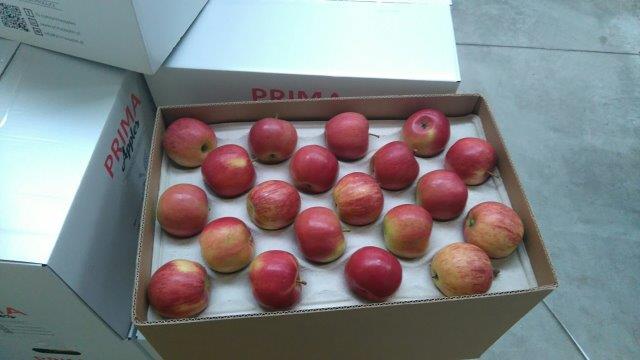 Prima 2000 jablká, hrušky, slivky, vývoz ovocia, zelenina 07