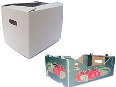 Prima 2000 jablká, hrušky, slivky, vývoz ovocia, zelenina 13