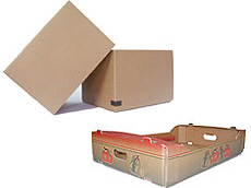 Prima 2000 jablká, hrušky, slivky, vývoz ovocia, zelenina 15